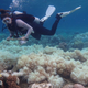 Image: ARC Centre of Excellence for Coral Reef Studies